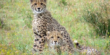 Woodbury Lodge Amakhala Game Reserve Cheetah Cubs